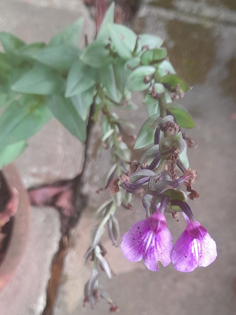 Brachycorythis splendida photo 7