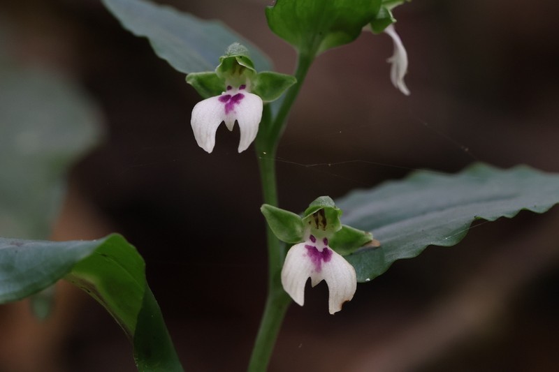 Brachycorythis tanganyikensis