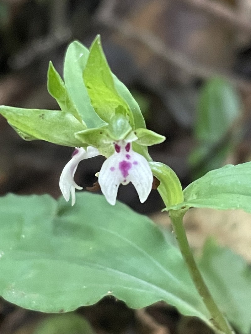 Brachycorythis tanganyikensis photo 2