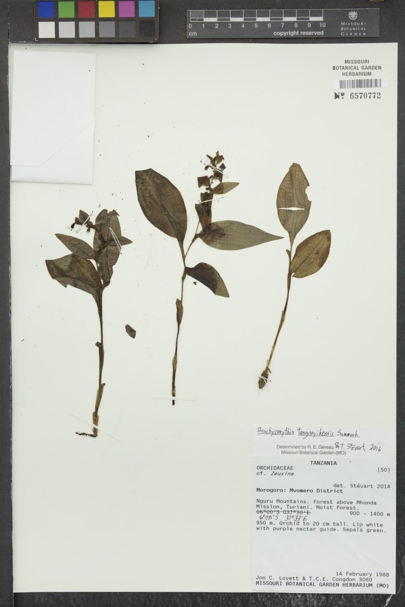 Brachycorythis tanganyikensis photo 7
