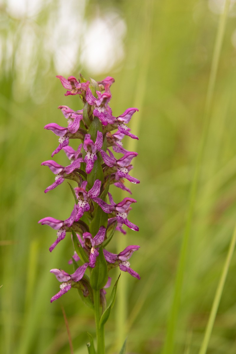 Brachycorythis tenuior
