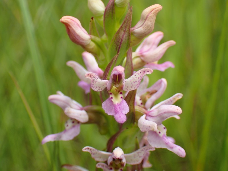 Brachycorythis tenuior photo 3