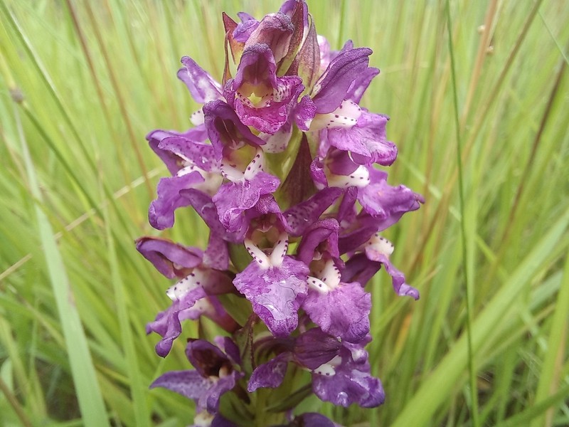 Brachycorythis tenuior photo 4