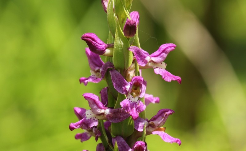 Brachycorythis tenuior photo 6