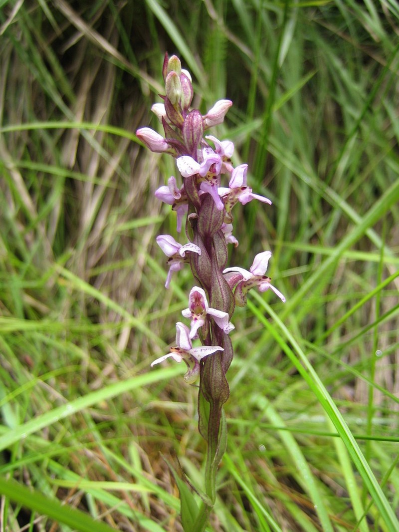 Brachycorythis tenuior photo 7
