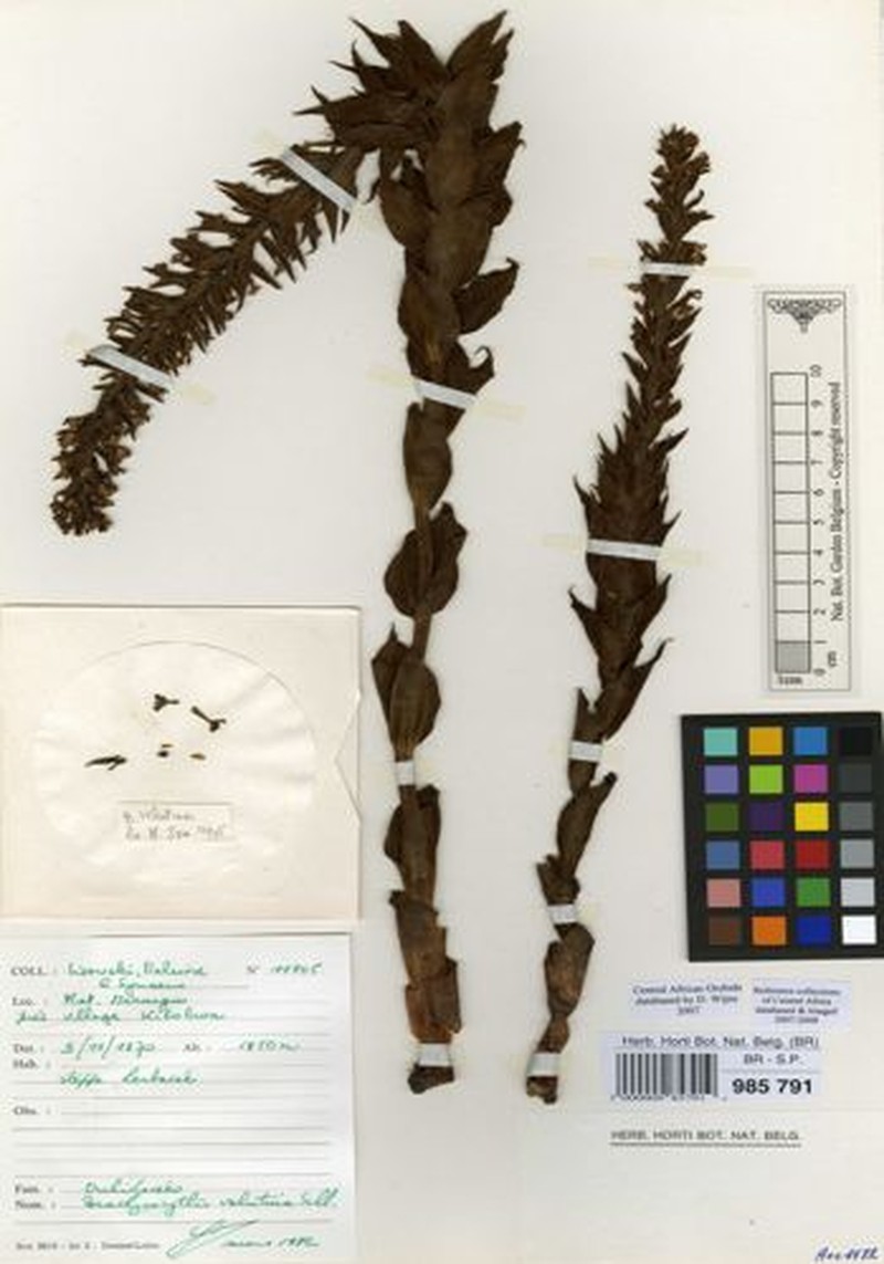 Brachycorythis velutina photo 2
