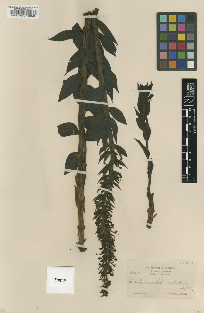 Brachycorythis velutina photo 3