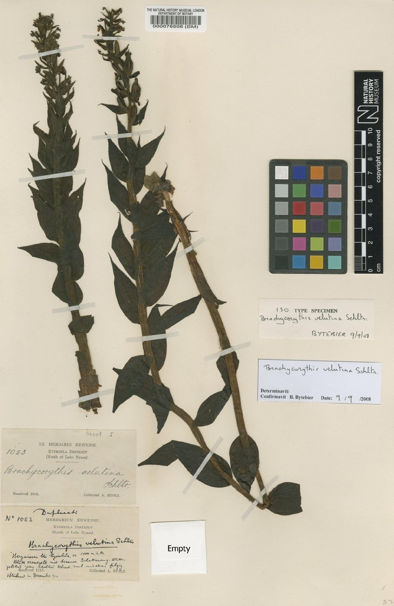 Brachycorythis velutina photo 4