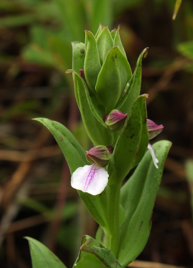 Brachycorythis wightii photo 2