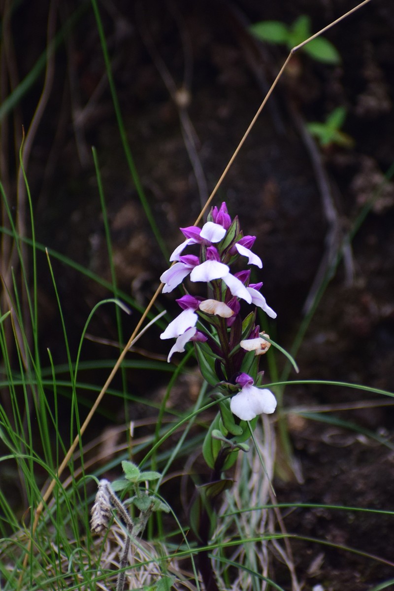 Brachycorythis wightii photo 3