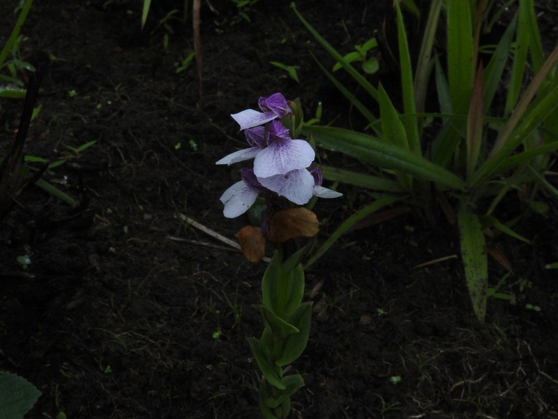 Brachycorythis wightii photo 5