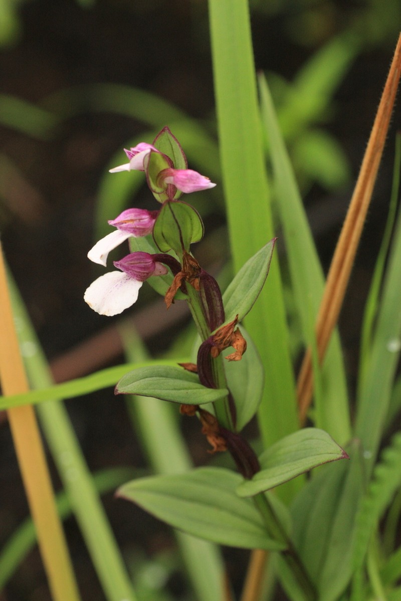 Brachycorythis wightii photo 6