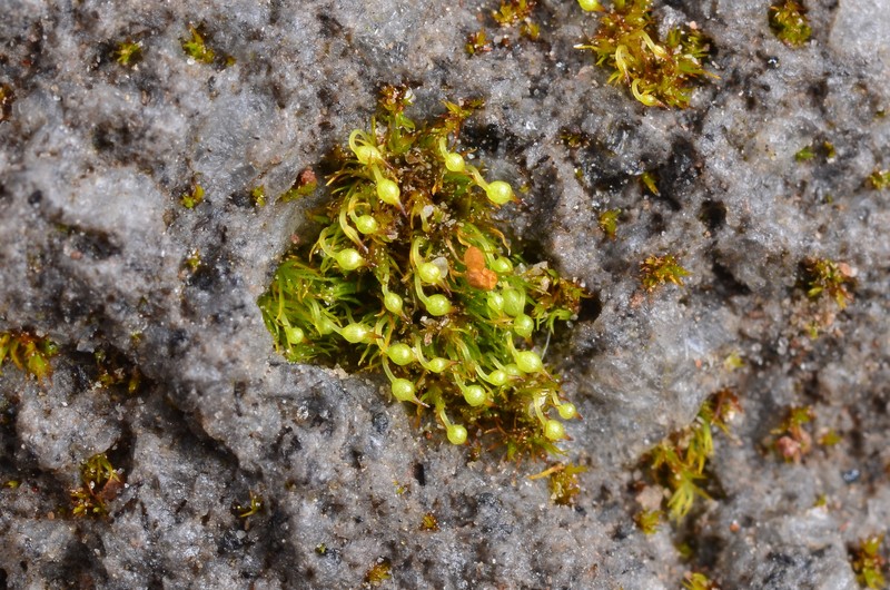 Olympic Brachydontium Moss photo 2