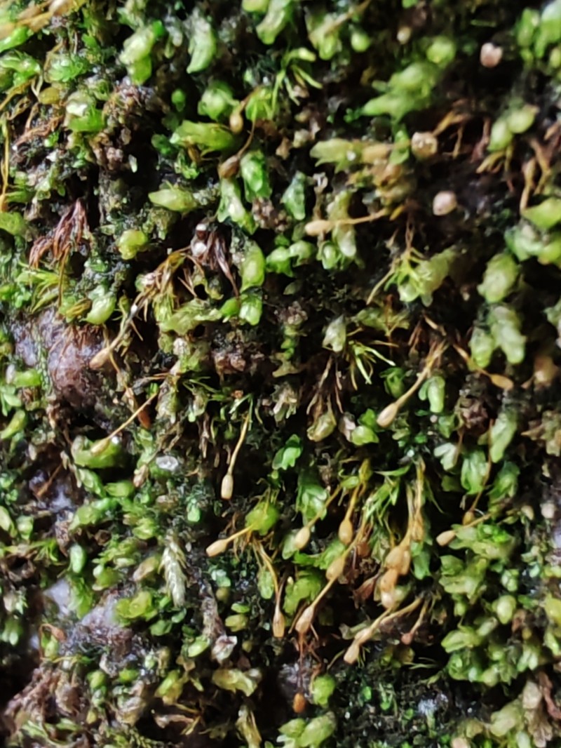 Brachydontium Moss