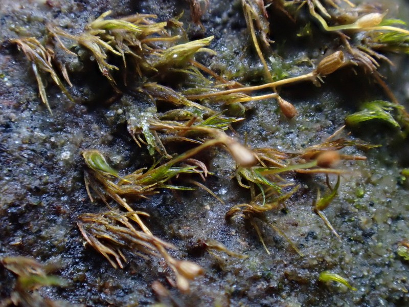 Brachydontium Moss photo 2