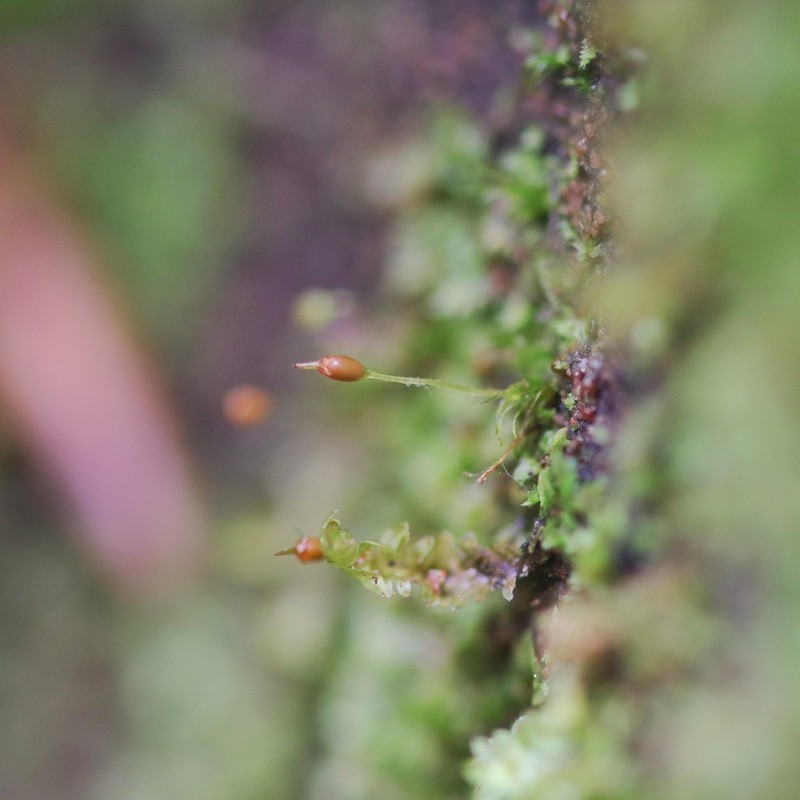 Brachydontium Moss photo 3