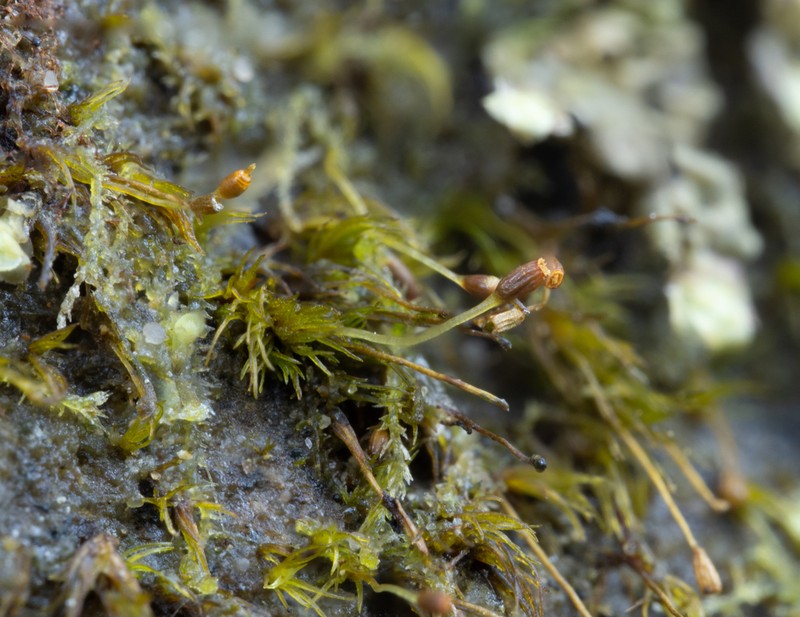 Brachydontium Moss photo 4