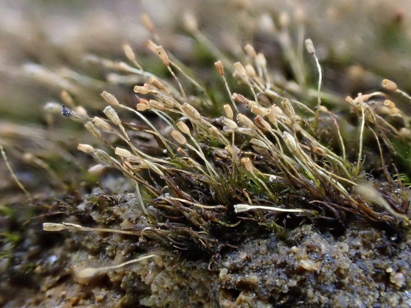 Brachydontium Moss photo 5