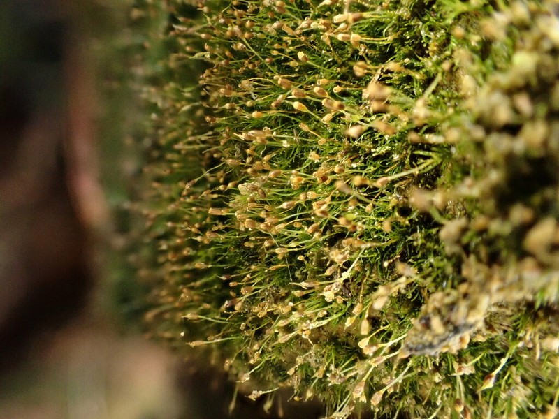 Brachydontium Moss photo 6
