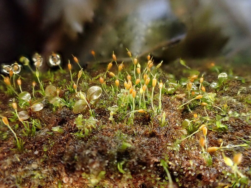 Brachydontium Moss photo 7