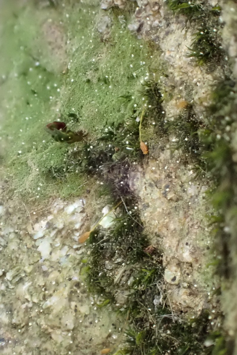 Brachydontium Moss photo 8