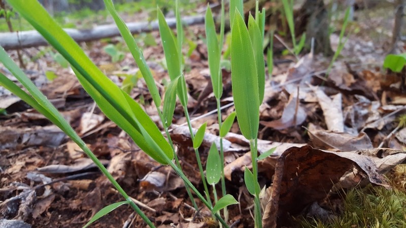 Northern Shorthusk photo 3