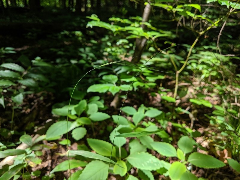 Northern Shorthusk photo 5