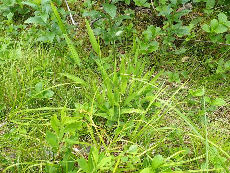 Northern Shorthusk photo 8