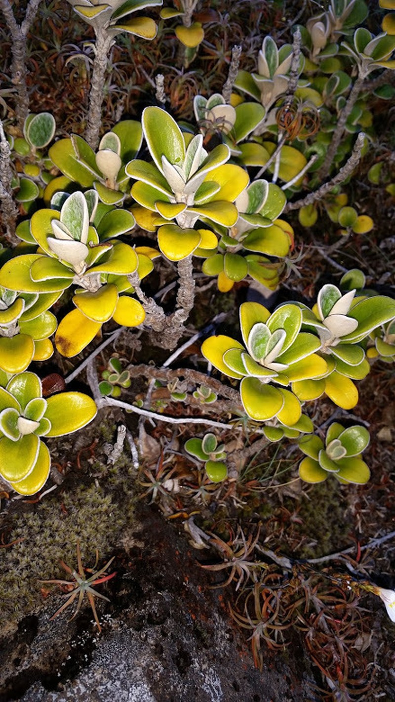 Brachyglottis bidwillii var. bidwillii