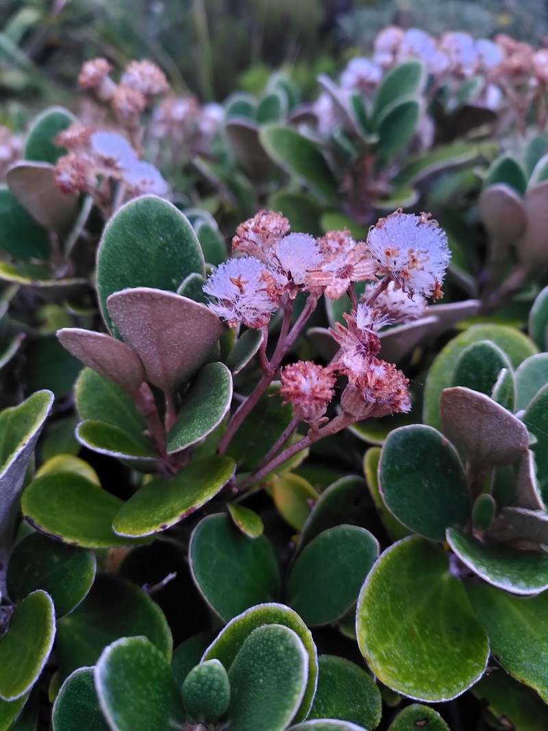 Brachyglottis bidwillii var. bidwillii photo 2