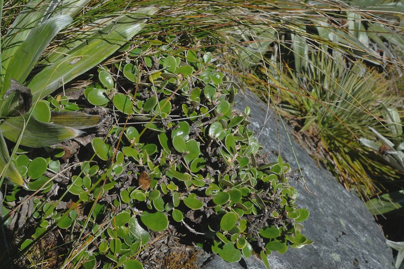 Brachyglottis bidwillii var. bidwillii photo 3