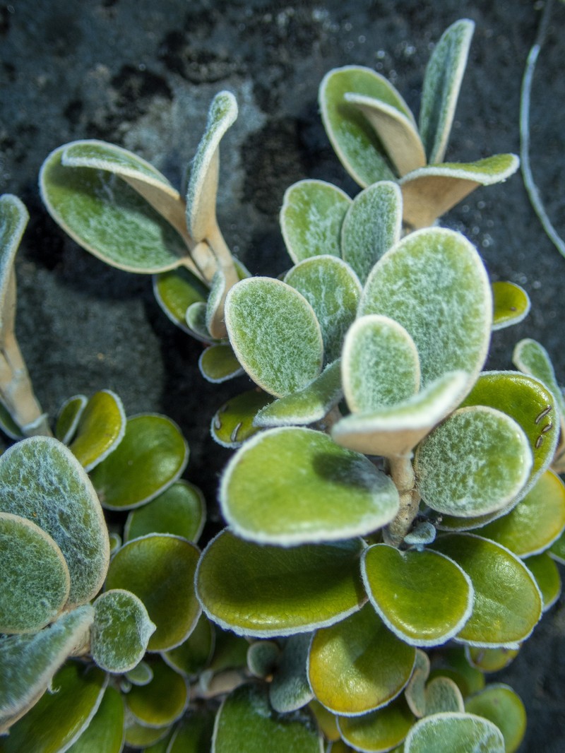 Brachyglottis bidwillii var. bidwillii photo 4