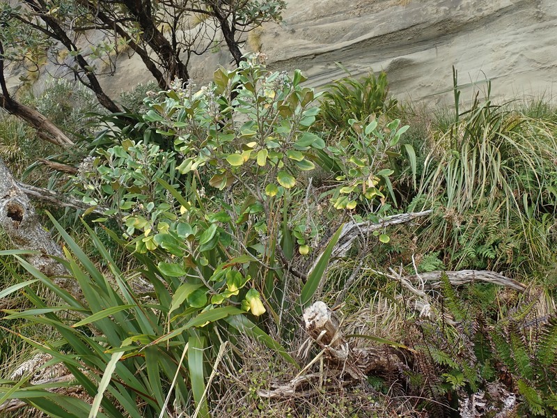 Brachyglottis rotundifolia var. rotundifolia