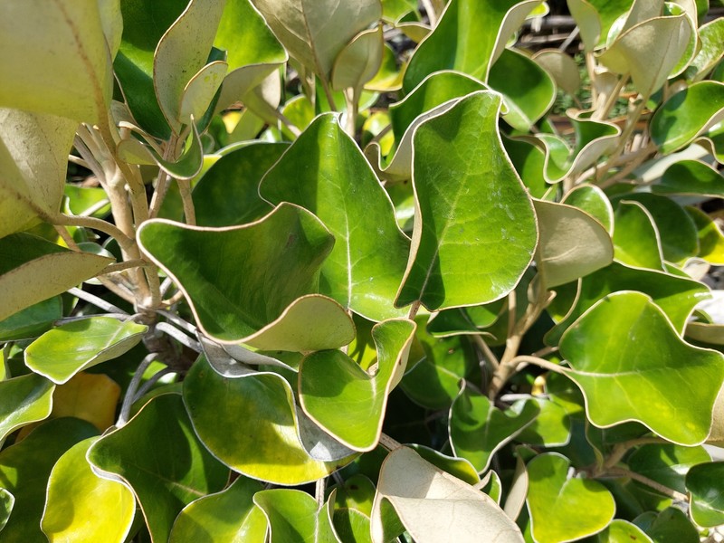 Brachyglottis rotundifolia var. rotundifolia photo 3