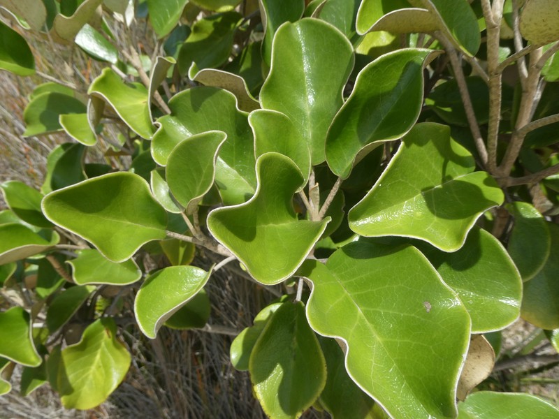 Brachyglottis rotundifolia var. rotundifolia photo 4