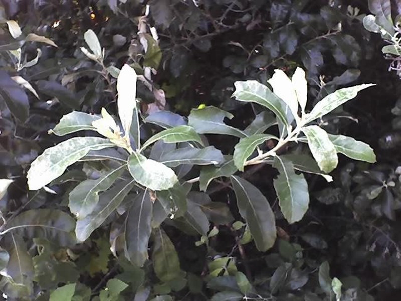 Brachylaena discolor