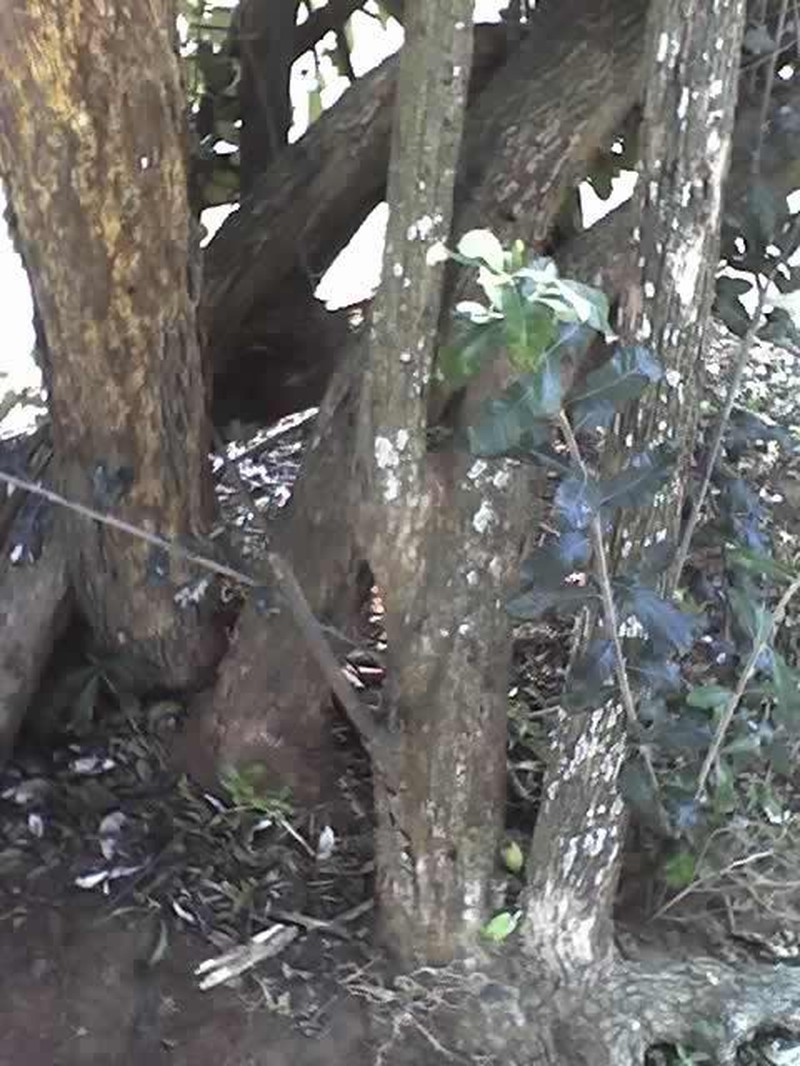 Brachylaena discolor photo 2