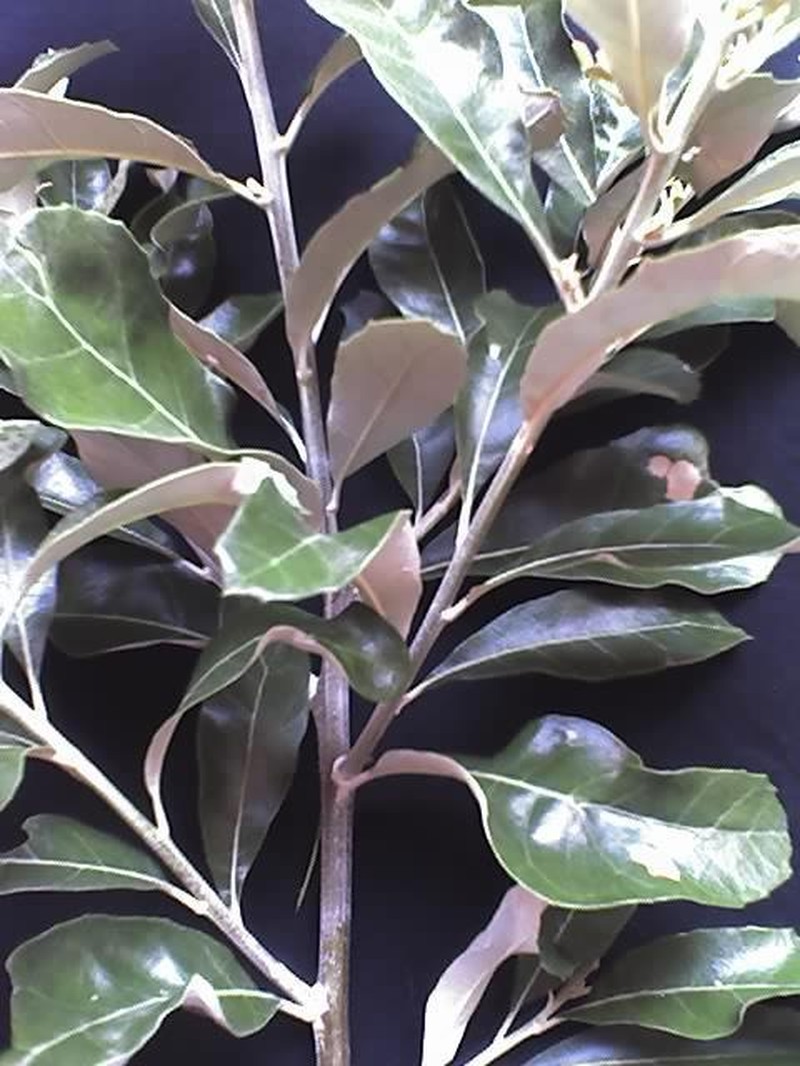 Brachylaena discolor photo 3