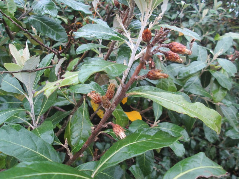 Brachylaena discolor photo 4