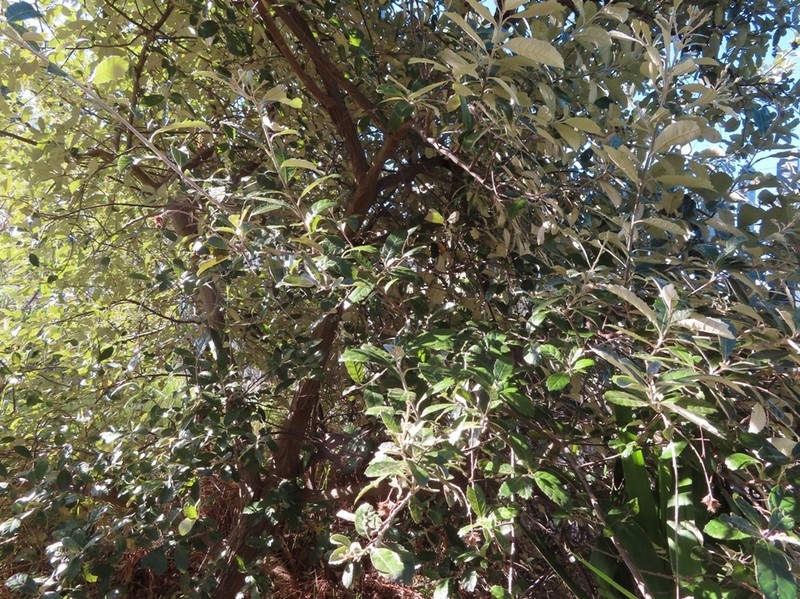 Brachylaena discolor photo 5