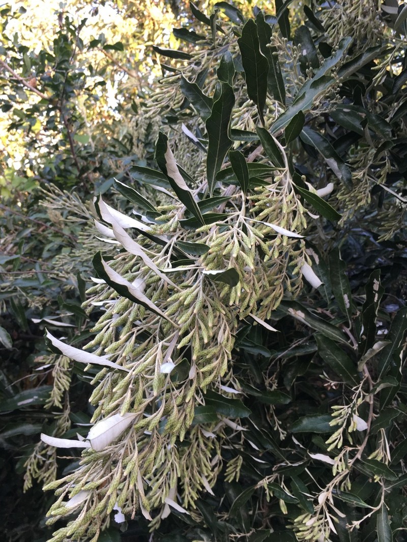 Brachylaena discolor photo 6