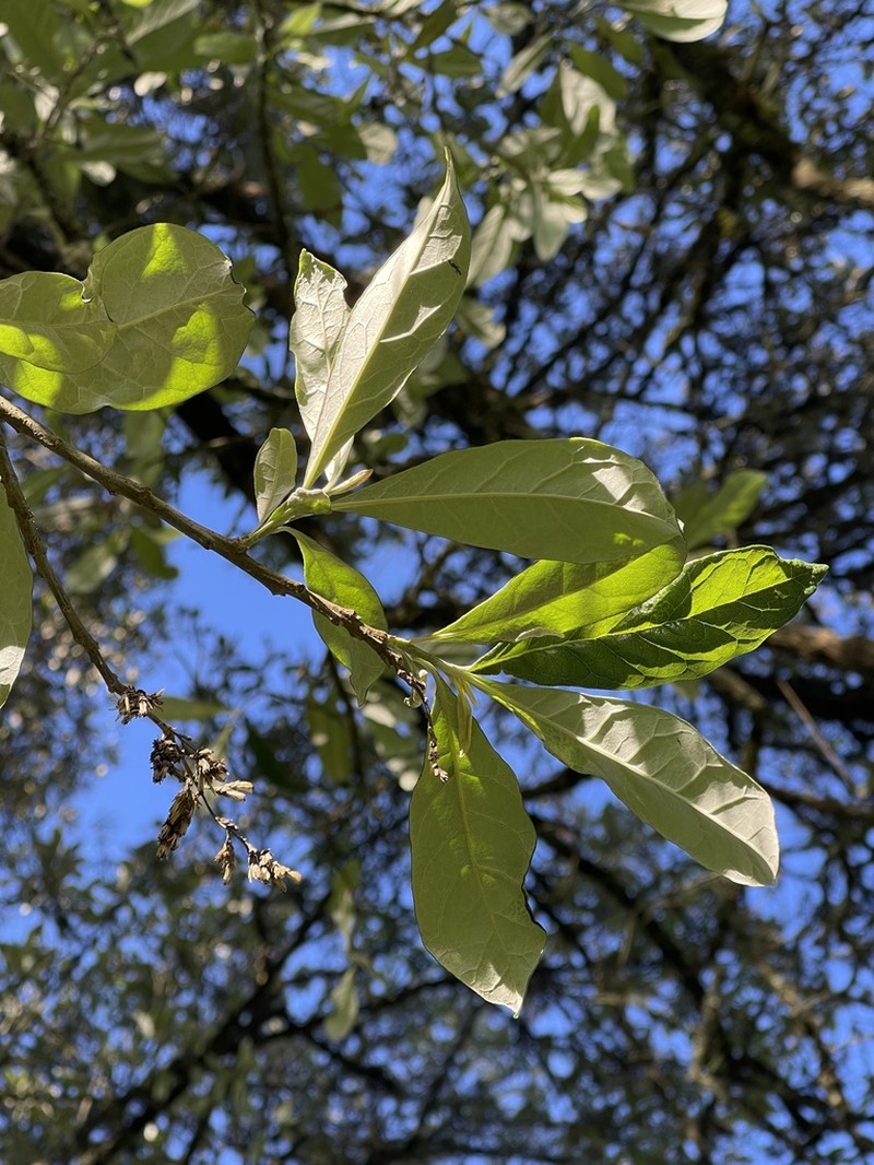 Brachylaena discolor photo 7