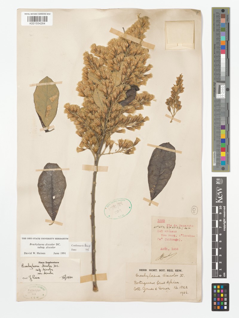Brachylaena discolor var. discolor photo 2