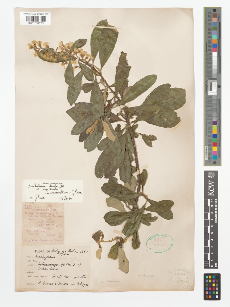 Brachylaena discolor var. discolor photo 3
