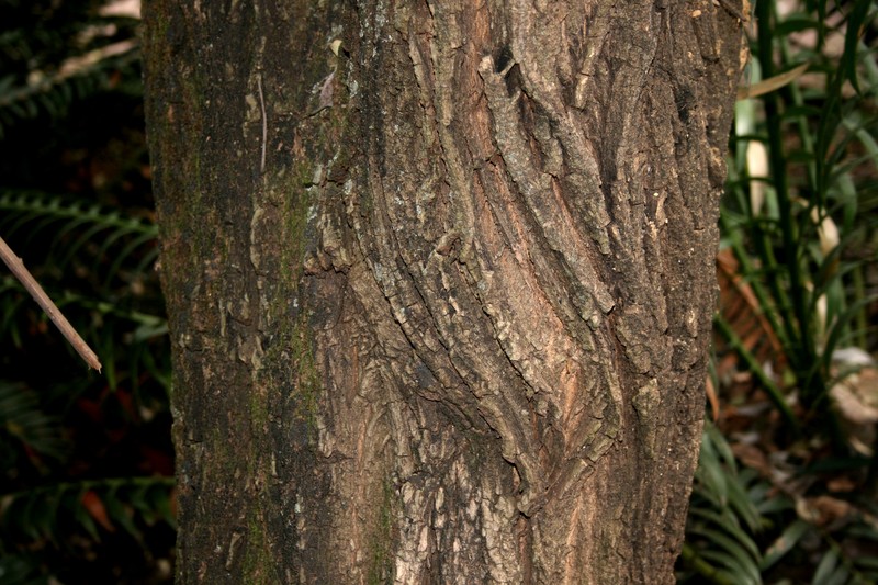 Brachylaena discolor var. discolor