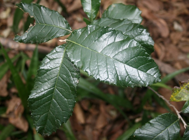 Brachylaena discolor var. discolor photo 4