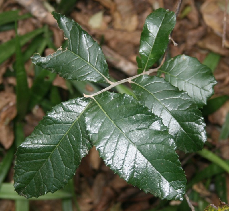 Brachylaena discolor var. discolor photo 5