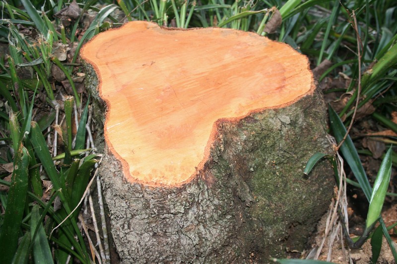 Brachylaena discolor var. discolor photo 6