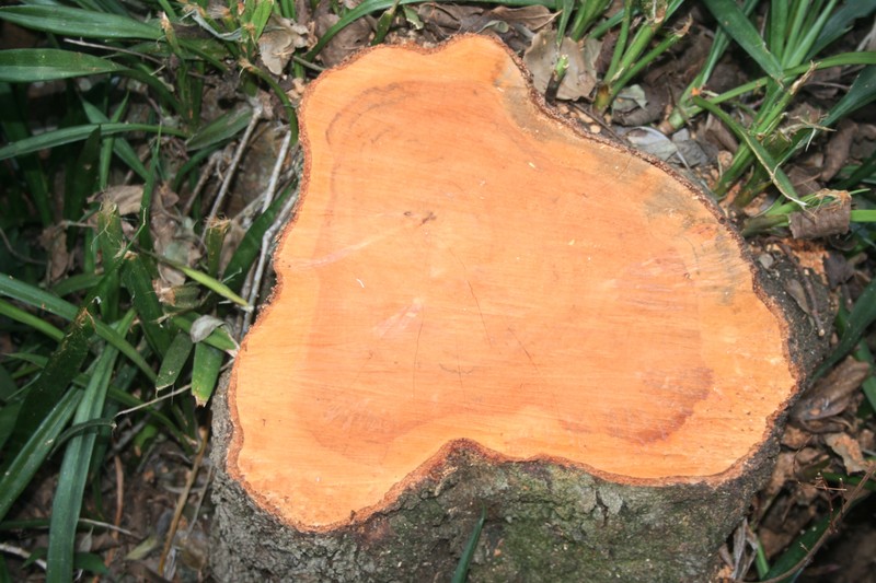 Brachylaena discolor var. discolor photo 7