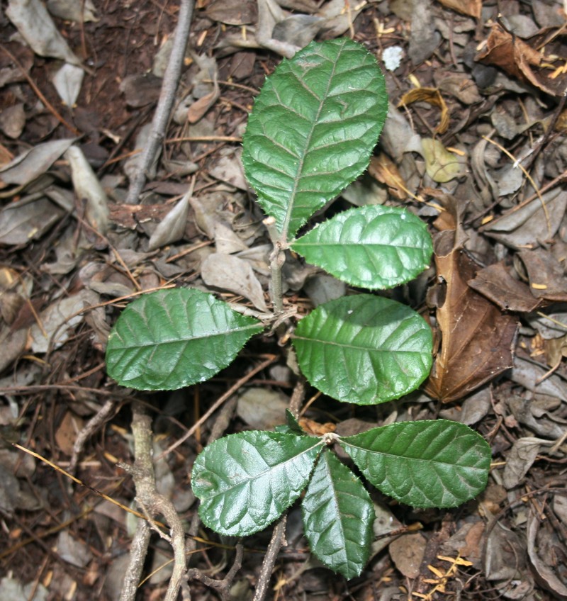 Brachylaena discolor var. discolor photo 8